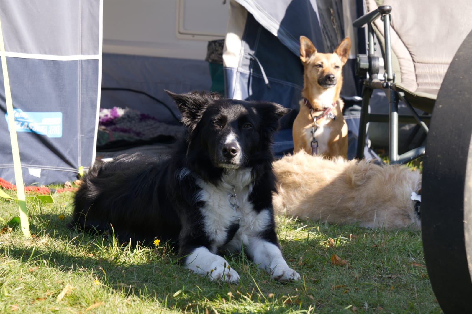 Bedfordshire Steam & Country Fayre: Misc Pictures